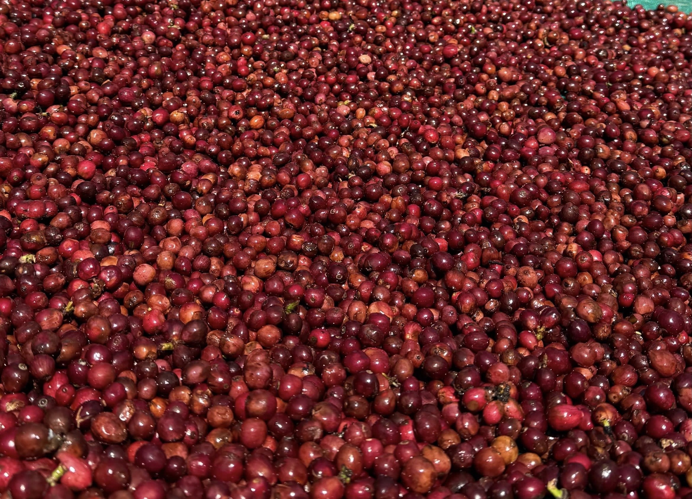 Freshly washed ripe arabica cherries at harvest