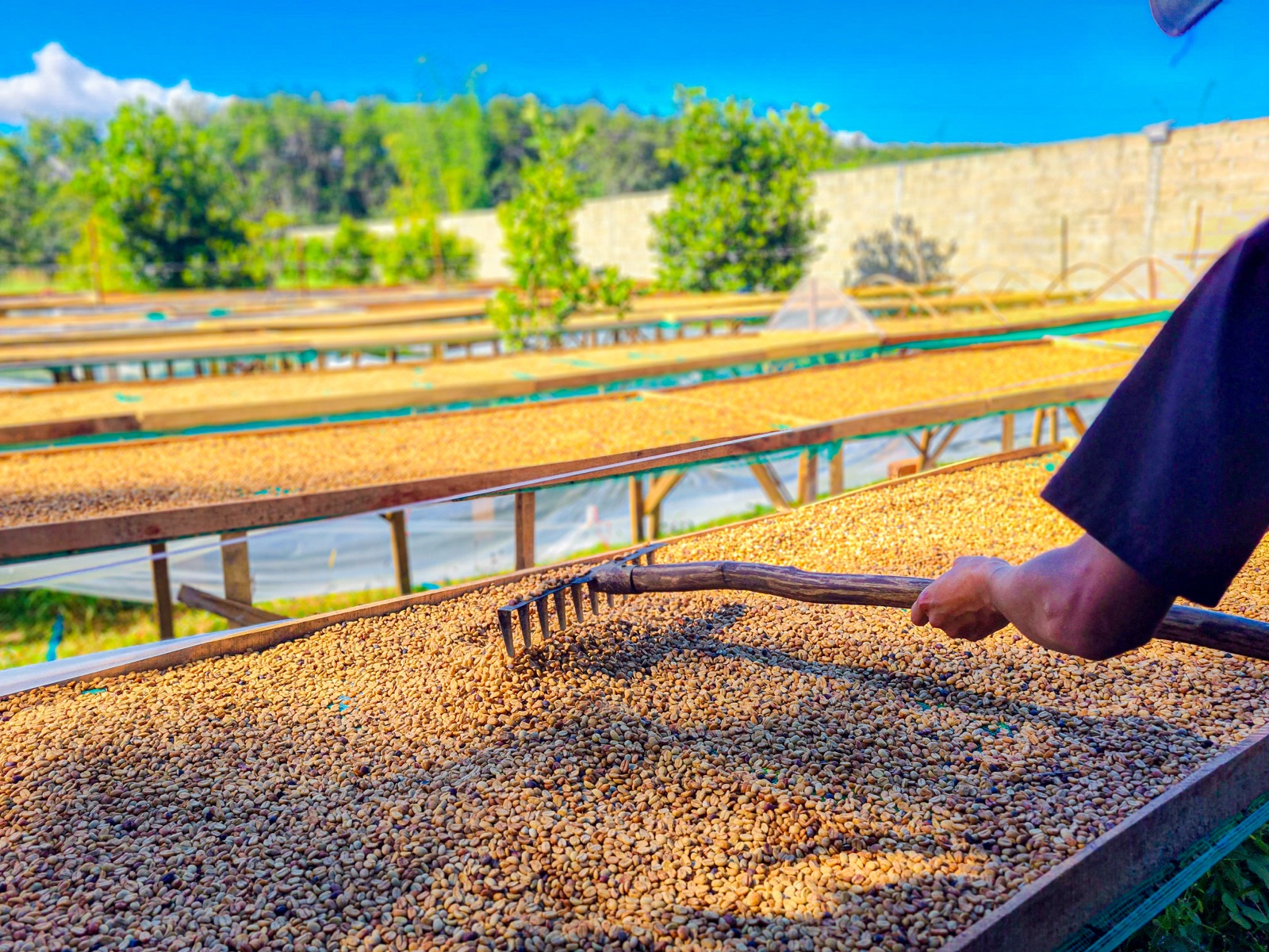 Parchment beans raked to dry on raised beds in the sun