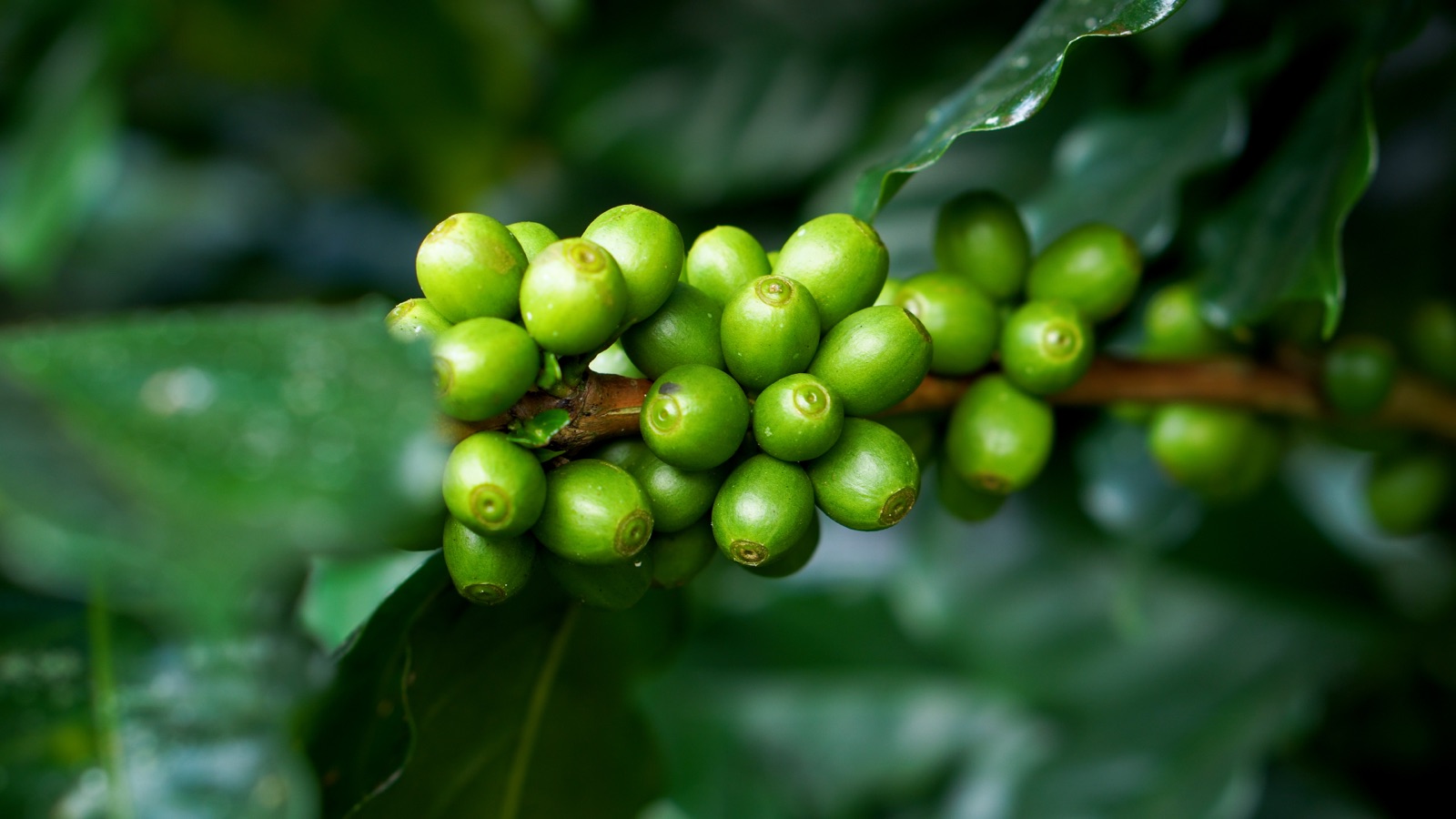 Green arabica cherries ripening on the branch